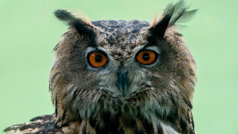 Superb Owl meme, explained: How a common Google typo trends every Super Bowl Sunday image