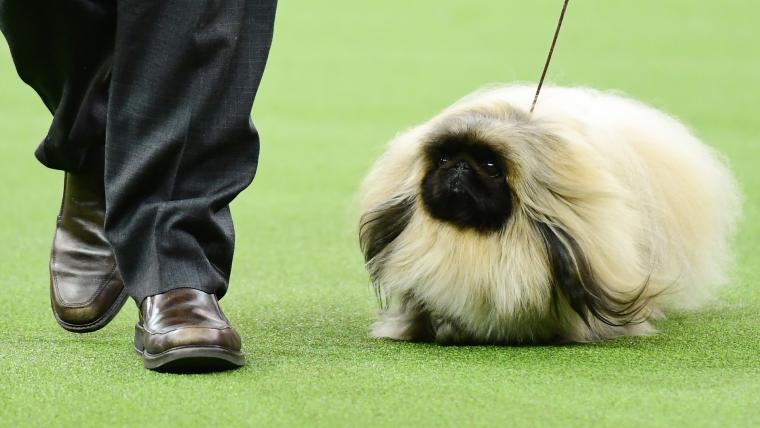 What channel is the Westminster Dog Show on today? Time, TV schedule for 2020 competition image