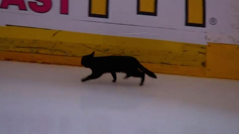 Watch as mysterious black cat runs across ice before Sharks-Predators Game 1 image