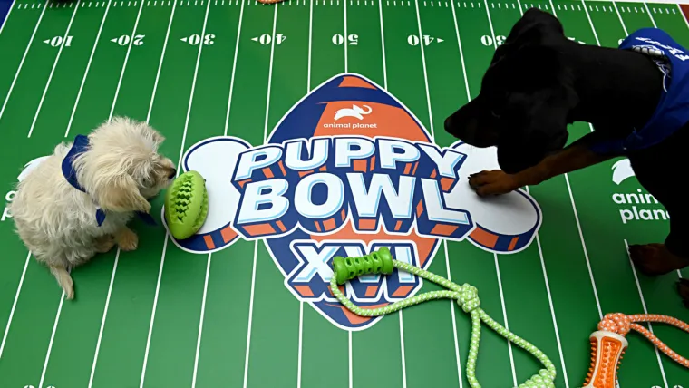 puppy-bowl-013120-getty-ftr.jpg