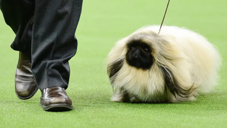 westminster-dog-show-02082020-getty-ftr.jpg