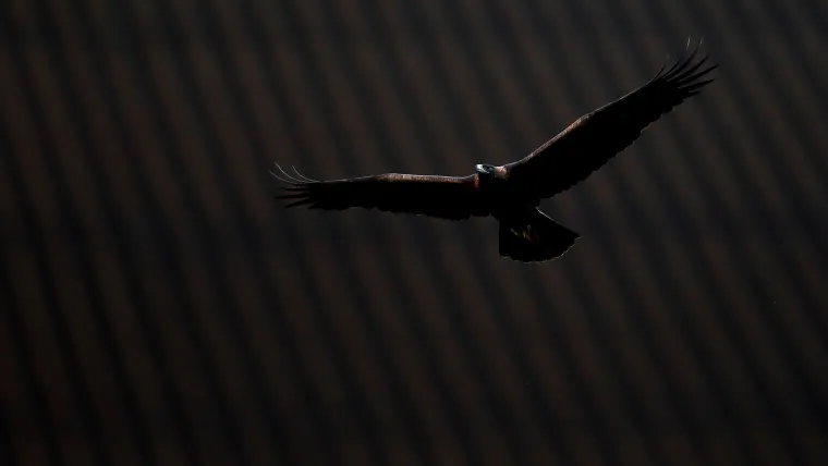 Águila América America eagle 